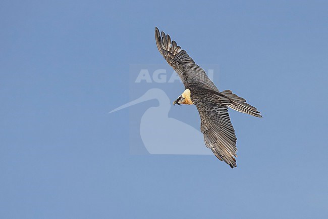 Adult  Bearded Vulture (Gypaetus barbatus) flying against blue sky  in the swiss alps. stock-image by Agami/Marcel Burkhardt,