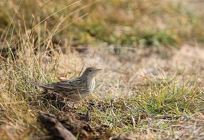 Lanceolated Warbler (Locustella lanceolata) wintering in Cambodia. stock-image by Agami/James Eaton,