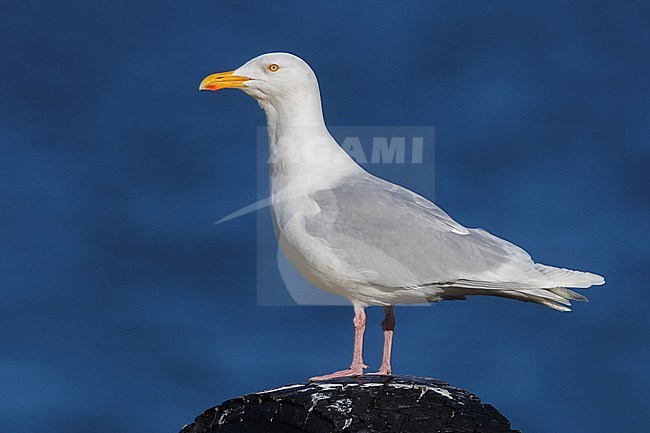 Adult summer plumaged Glaucous Gull (Larus hyperboreus leuceretes) during late spring on Iceland. stock-image by Agami/Daniele Occhiato,