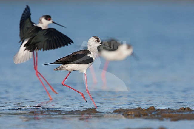 Black-winged Stilt - Stelzenläufer - Himantopus himantopus ssp. himantopus, Spain (Mallorca), adult stock-image by Agami/Ralph Martin,