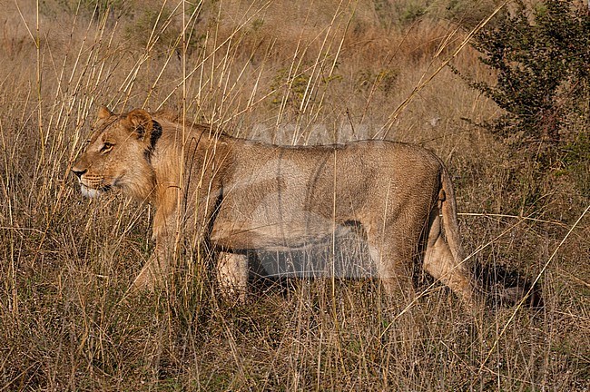 Portrait of a sub-adult male lion, Panthera leo, walking in tall grass. Savute Channel, Linyanti, Botswana. stock-image by Agami/Sergio Pitamitz,