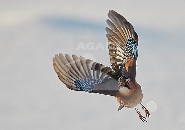 Jay (Garrulus glandarius, närhi) Kuusamo Finland January 2018. stock-image by Agami/Markus Varesvuo,