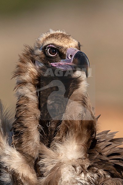 Cinereous Vulture (Aegypius monachus) in the Extremadura in Spain. Looking like a royal king. stock-image by Agami/Marc Guyt,