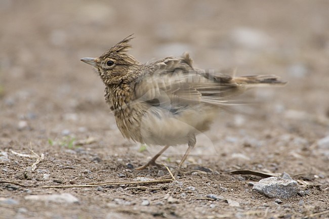 Thekla Lark standing; Theklaleeuwerik staand stock-image by Agami/Daniele Occhiato,