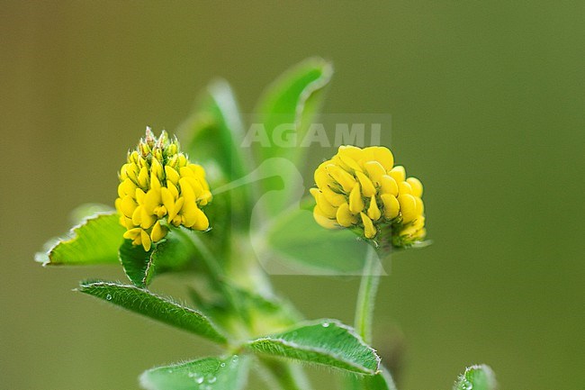 Yellow Trefoil, Medicago lupulina stock-image by Agami/Wil Leurs,