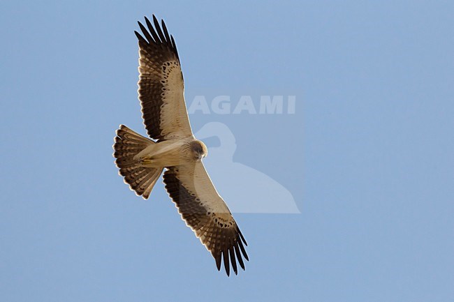 Lichte fase Dwergarend in de vlucht; Light morph Booted Eagle in flight stock-image by Agami/Daniele Occhiato,