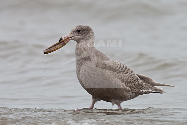 Eerste winter Grote Burgemeester foeragerend op amerikaanse zwaardschede; First winter Glaucous Gull foraging on American razor clam stock-image by Agami/Arnold Meijer,