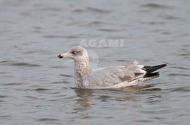 Subadult (fourth-winter) European Herring Gull (Larus argentatus) in the harbour of Den Oever in the Netherlands. Swimming on the water surface. stock-image by Agami/Arnold Meijer,