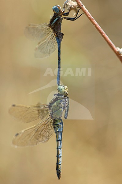 Mannetje Epauletoeverlibel in tandem met vrouwtje Gewone oeverlibel, Female Orthetrum cancellatum and male chrysostigma in tandem stock-image by Agami/Wil Leurs,