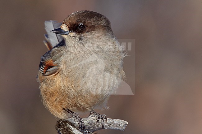 Taigagaai op een tak, Siberian Jay on a branch stock-image by Agami/Markus Varesvuo,