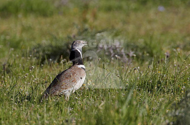 Baltsend mannetje Kleine Trap; Male Little Bustard displaying stock-image by Agami/Markus Varesvuo,