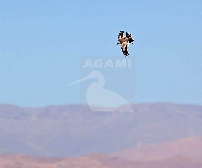 Adult male Greater Hoopoe-lark (Alaemon alaudipes alaudipes) in display flight over the north african desert of Morocco. Atlas mountains in the background. stock-image by Agami/Andy & Gill Swash ,