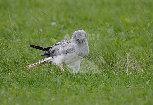 Mannetje Blauwe Kiekendief op de grond; Male Hen Harrier on the ground stock-image by Agami/Reint Jakob Schut,