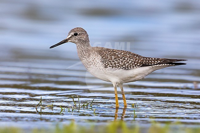 Lesser Yellowlegs (Tringa flavipes) on the Azores. A scarce transcontinental vagrant to Europe. stock-image by Agami/Daniele Occhiato,