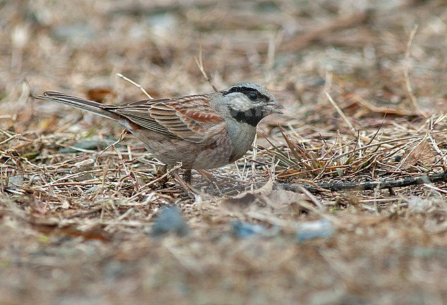 White-capped Bunting (Emberiza stewarti), also known as Chestnut-breasted Bunting. Male foraging on the ground, eatings small seeds. stock-image by Agami/Marc Guyt,