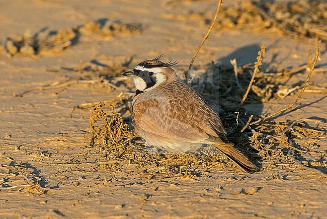 Male Temminck's Lark (Eremophila bilopha) pressed to the ground in the Negev desert in Israel. Photographed with early morning light. stock-image by Agami/Andy & Gill Swash ,