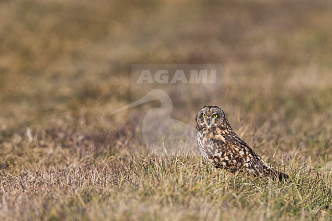 Velduil; Short-eared Owl stock-image by Agami/Daniele Occhiato,