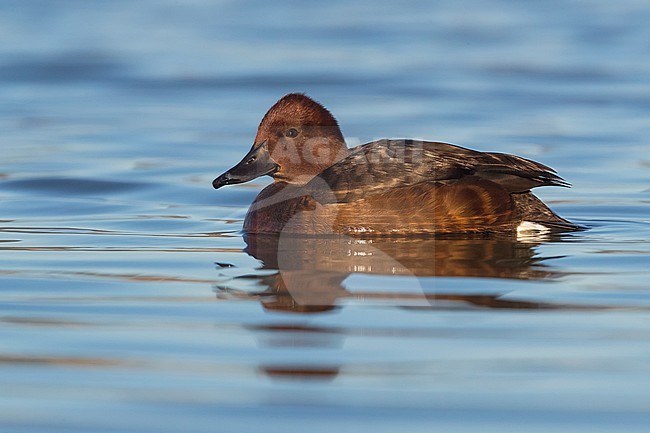 Female Ferruginous Duck (Aythya nyroca) swimming on a lake in Italy. stock-image by Agami/Daniele Occhiato,