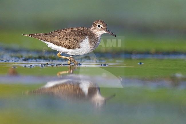 Common Sandpiper (Actitis hypoleucos), side view of an adult waking in a marsh, Campania, Italy stock-image by Agami/Saverio Gatto,