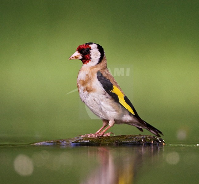 Putter bij drinkplaats; European Goldfinch at drinking site stock-image by Agami/Marc Guyt,