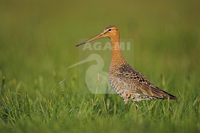 Grutto in weiland; Black-tailed Godwit in meadow stock-image by Agami/Menno van Duijn,