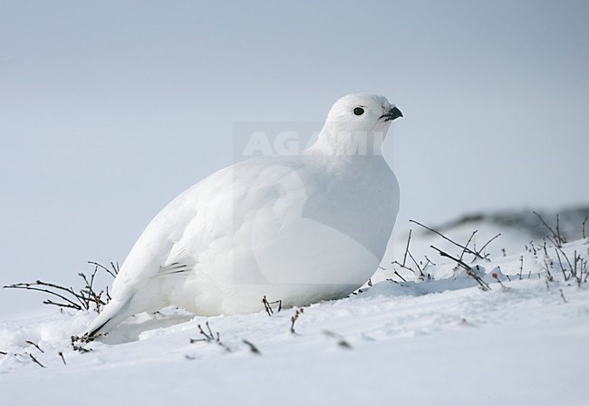 Moerassneeuwhoen in winterkleed in de sneeuw; Willow Ptarmigan in winter plumage in the snow stock-image by Agami/Markus Varesvuo,