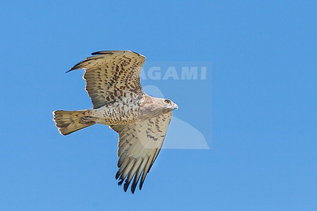 Short-toed Eagle - Schlangenadler - Circaetus gallicus, Spain, adult stock-image by Agami/Ralph Martin,