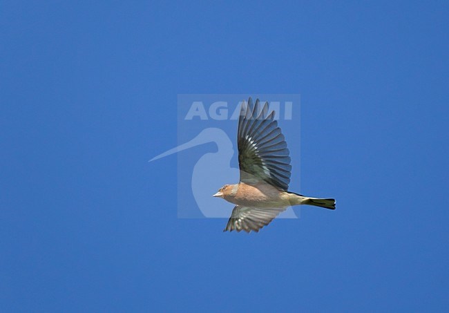 Vliegende trekkende Vink tegen blauwe lucht. Flying, migrating Common Chaffinch against blue sky. stock-image by Agami/Ran Schols,