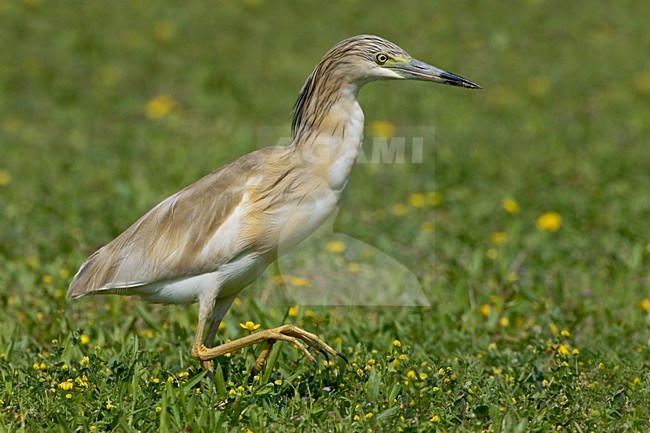 Foeragerende Ralreiger; Foraging Squacco Heron stock-image by Agami/Daniele Occhiato,