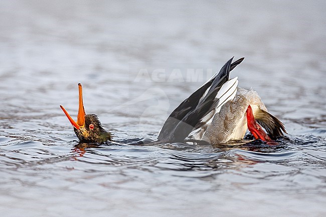 Displaying male Red-breasted Merganser (Mergus merganser) in Norway. stock-image by Agami/Daniele Occhiato,