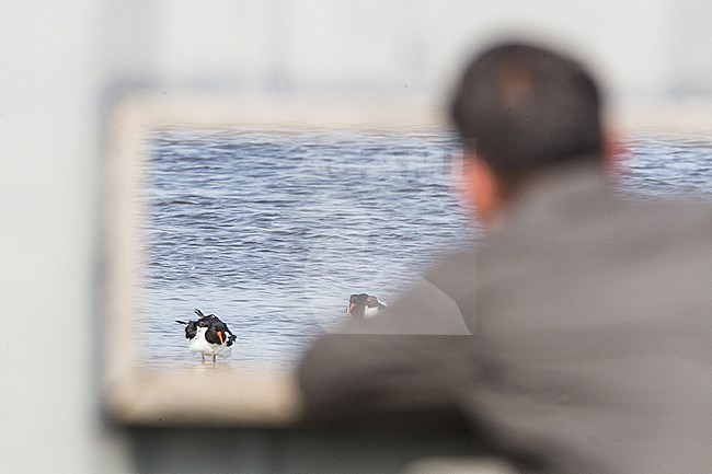 Birdwatching in the Netherlands. Man watching Eurasian Oystercatchers from a hide. stock-image by Agami/Menno van Duijn,