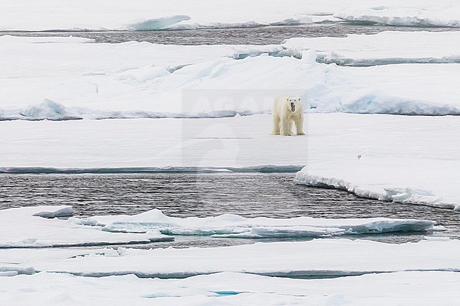 Solitary big male yauming on his typical biotope, Haussgarden, Greenland Sea. stock-image by Agami/Vincent Legrand,