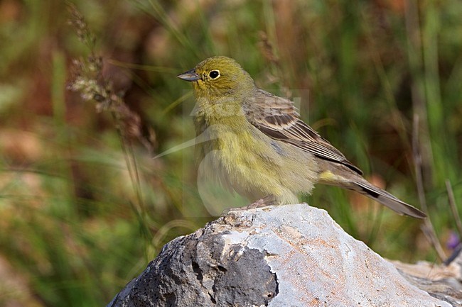 Smyrnagors zittend op rots; Cinereous Bunting perched on rock stock-image by Agami/Daniele Occhiato,