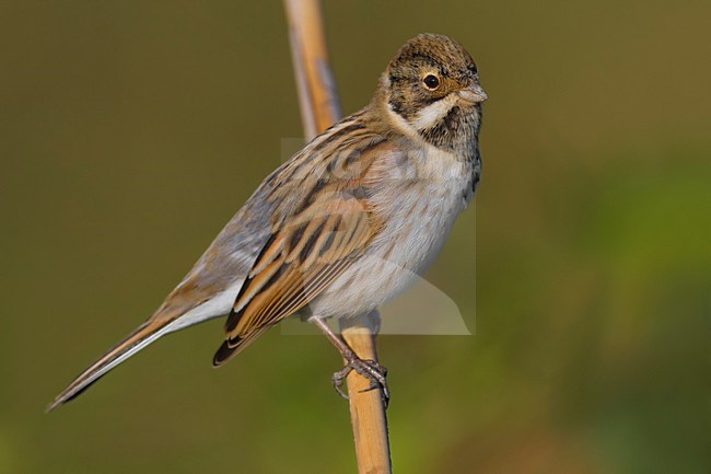 Mannetje Rietgors; Male Common Reed Bunting stock-image by Agami/Daniele Occhiato,