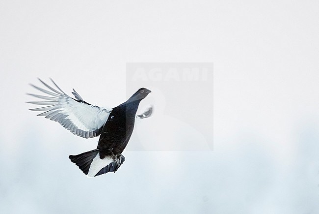 Second-year male Black Grouse (Lyrurus tetrix) landing in the snow near Suomussalmi in Finland during a cold winter. stock-image by Agami/Markus Varesvuo,