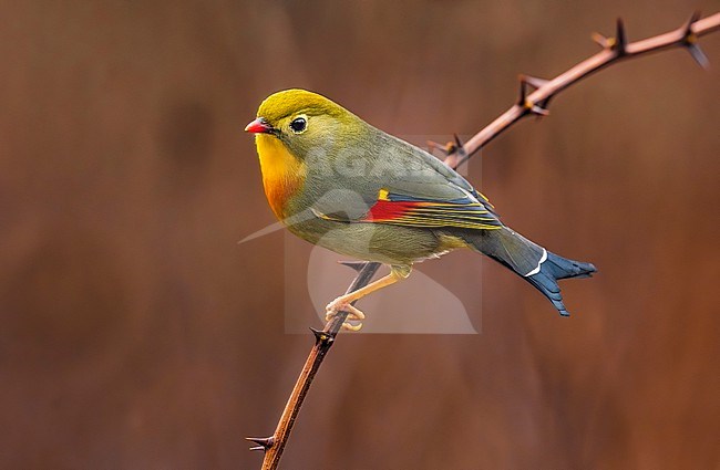 Introduced Red-billed Leiothrix (Leiothrix lutea) in Italy. stock-image by Agami/Daniele Occhiato,