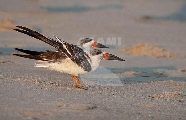 Black Skimmer (Rynchops niger), juvenile at beach in Cape May, New Jersey, USA stock-image by Agami/Helge Sorensen,