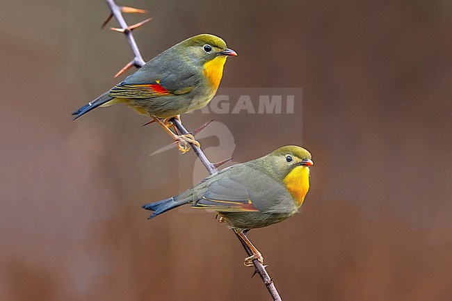 Introduced Red-billed Leiothrix (Leiothrix lutea) in Italy. stock-image by Agami/Daniele Occhiato,