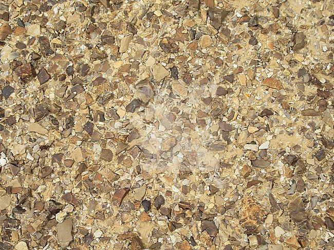 Dry desert ground covered with little rocks, in the southern Negev desert in Israel. Evenly spaced. stock-image by Agami/Marc Guyt,