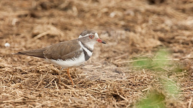 Adulte Driebandplevier, Adult Three-banded Plover stock-image by Agami/Wil Leurs,