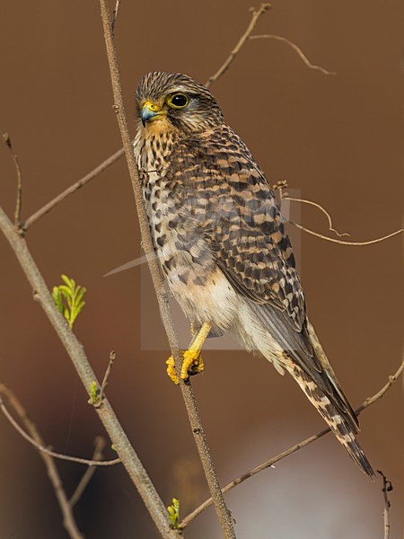 Lesser Cape Verde Kestrel; Neglected Kestrel stock-image by Agami/Daniele Occhiato,