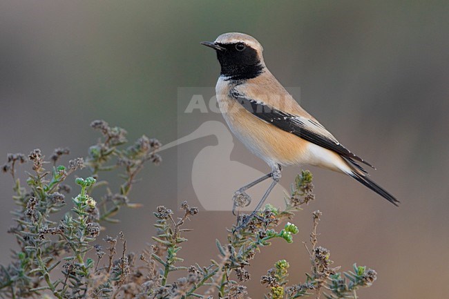 Volwassen mannetje Woestijntapuit; Adult male Desert Wheatear stock-image by Agami/Daniele Occhiato,