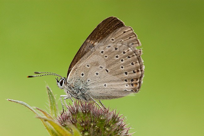 Rode vuurvlinder / Purple-edged Copper (Lycaena hippothoe) stock-image by Agami/Wil Leurs,