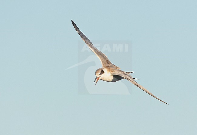 Forsters Stern; Forster's Tern (Sterna forsteri) stock-image by Agami/Marc Guyt,