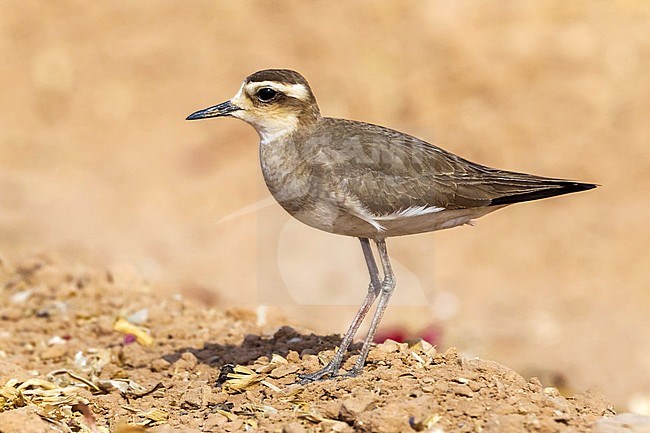 3 birds together are in the same field. 1 male 2 females near Yotvata in Southern Israel. stock-image by Agami/Vincent Legrand,