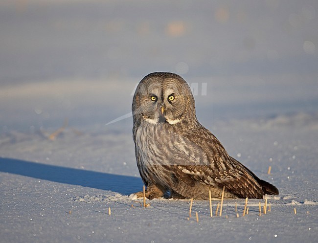 Great Grey Owl adult sitting in the snow; Laplanduil volwassen staand in de sneeuw stock-image by Agami/Markus Varesvuo,