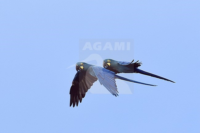 Endangered Lear's Macaw (Anodorhynchus leari), a very species with a highly restricted range in Brazil. stock-image by Agami/Laurens Steijn,