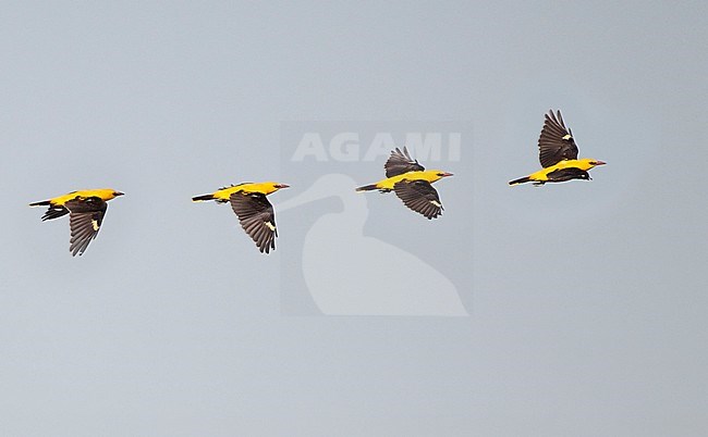Eurasian Golden Oriole, Oriolus oriolus, collage of bird in flight at Kiskunsag, Hungary stock-image by Agami/Helge Sorensen,