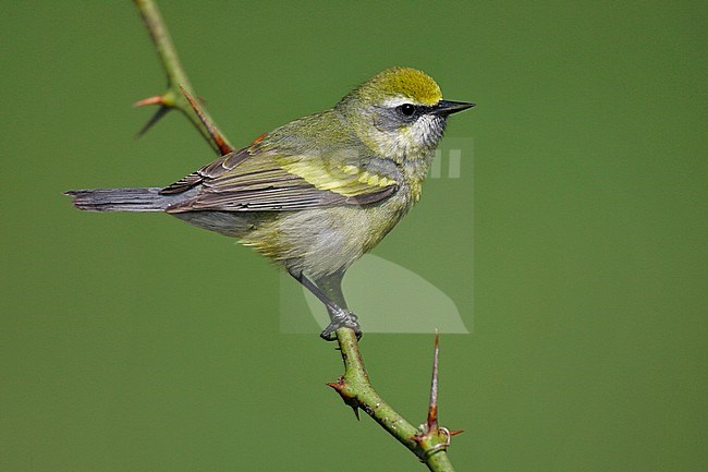 Hybride Blauwvleugelzanger x Geelvleugelzanger, Hybrid Blue-winged Warbler x Golden-winged Warbler stock-image by Agami/Brian E Small,