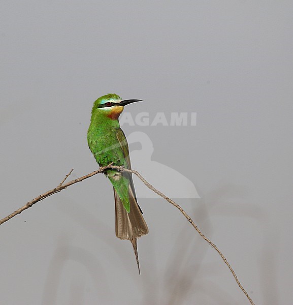 Groene Bijeneter zittend op een tak; Adult Blue-cheeked Bee-eater (Merops persicus) perched on a branch stock-image by Agami/James Eaton,